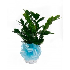 ZZ Plant